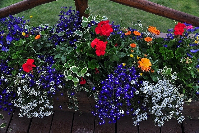 flower box at Grand Lake Lodge